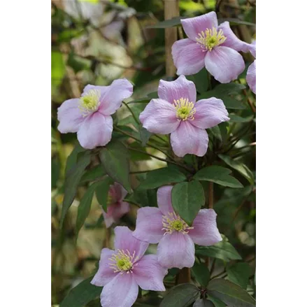 Clematis montana 'Mayleen'