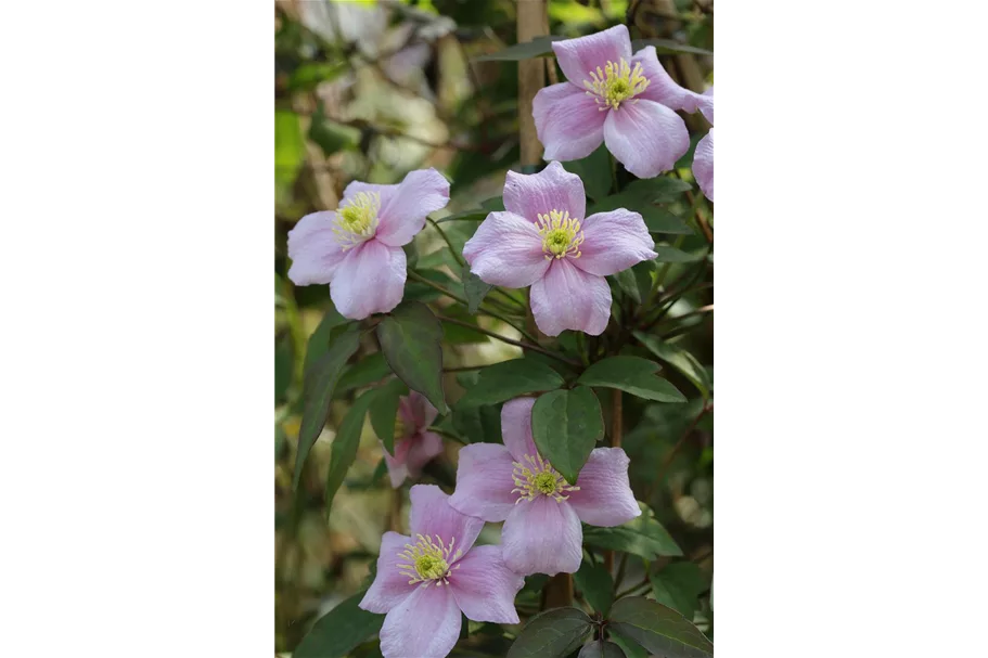 Clematis montana 'Mayleen' Topfgröße 2 Liter, Höhe 60-100cm