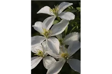 Clematis montana 'Grandiflora' Topfgröße 2 Liter, Höhe 60-100cm