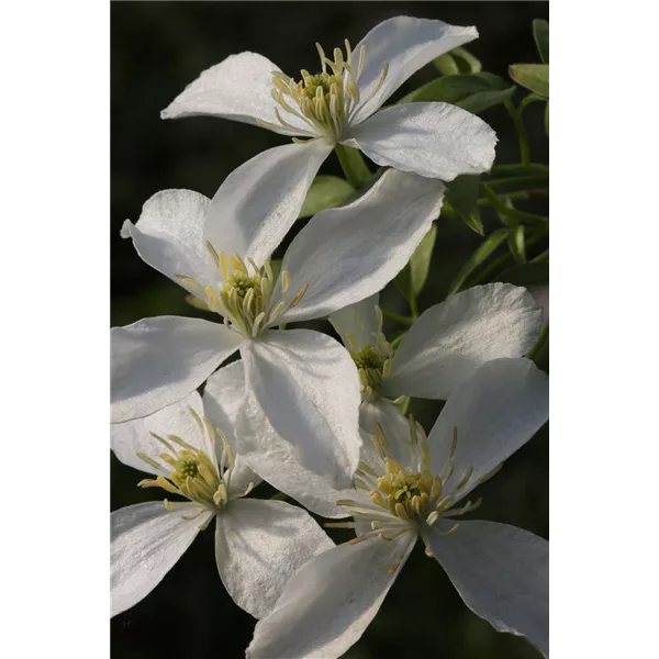 Clematis montana 'Grandiflora'