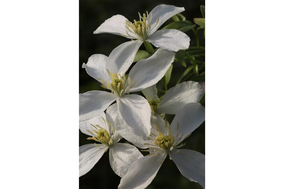 Clematis montana 'Grandiflora' Topfgröße 2 Liter, Höhe 60-100cm