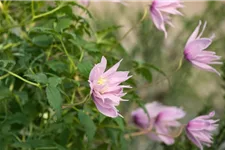 Clematis macropetala 'Markham's Pink' Topfgröße 2 Liter, Höhe 60-100cm