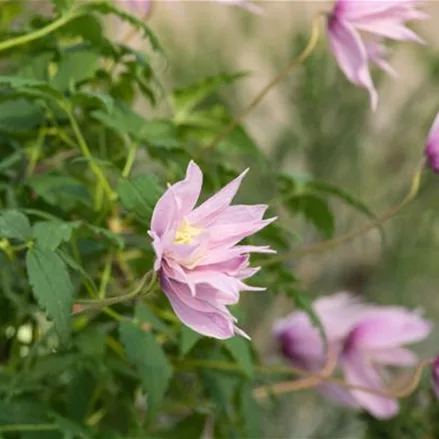 Clematis macropetala 'Markham's Pink'