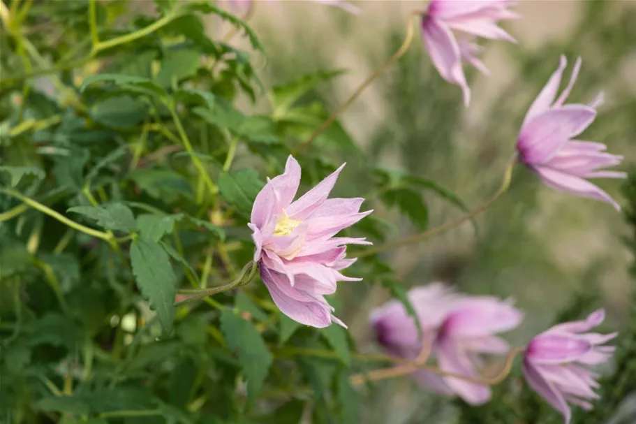 Clematis macropetala 'Markham's Pink' Topfgröße 2 Liter, Höhe 60-100cm