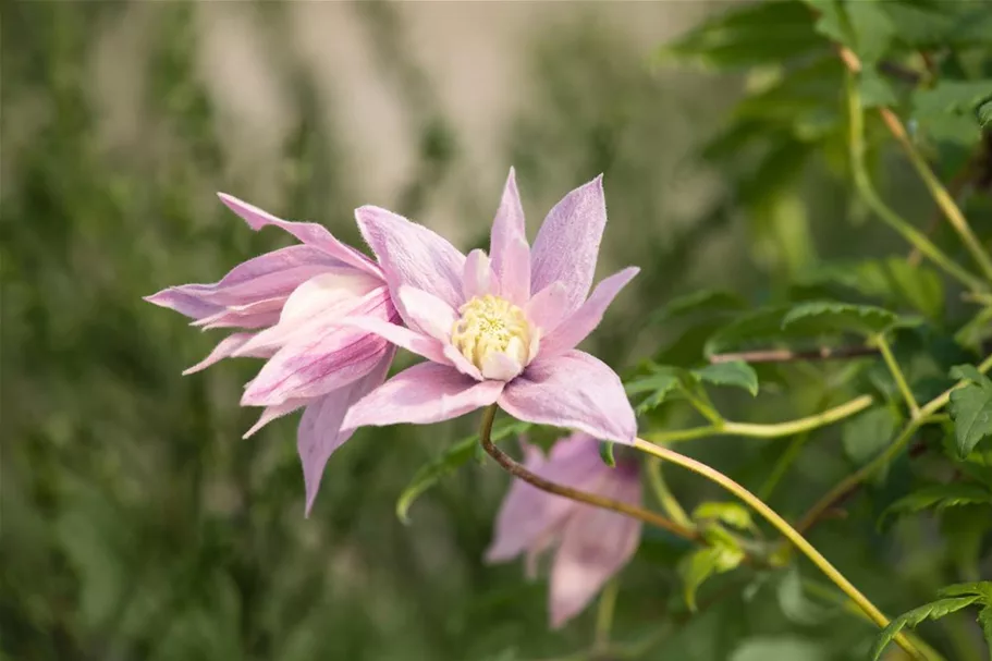 Clematis macropetala 'Markham's Pink' Topfgröße 2 Liter, Höhe 60-100cm