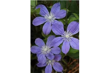 Clematis integrifolia 'Arabella' Topfgröße 2 Liter, Höhe 60-100cm