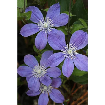 Clematis integrifolia 'Arabella'