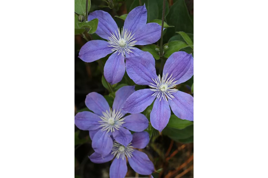 Clematis integrifolia 'Arabella' Topfgröße 2 Liter, Höhe 60-100cm