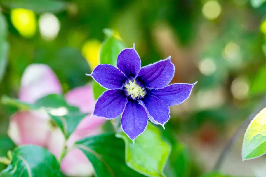 Clematis integrifolia 'Arabella' Topfgröße 2 Liter, Höhe 60-100cm