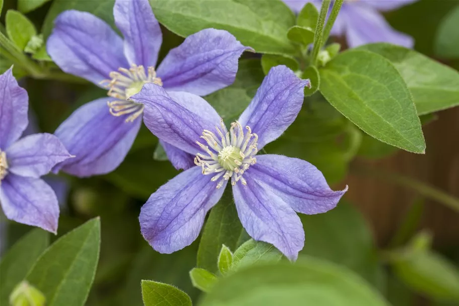 Clematis integrifolia 'Arabella' Topfgröße 2 Liter, Höhe 60-100cm