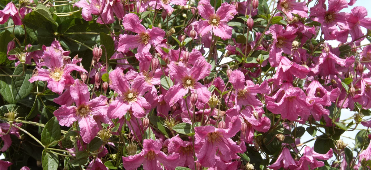 Clematis integrifolia 'Aljonushka' Topfgröße 2 Liter, Höhe 60-100cm