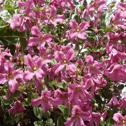 Clematis integrifolia 'Aljonushka'