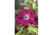 Clematis hybrida 'Westerplatte' Topfgröße 2 Liter, Höhe 60-100cm