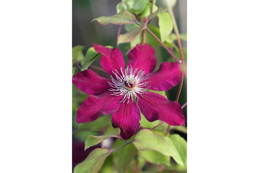 Clematis hybrida 'Westerplatte' Topfgröße 2 Liter, Höhe 60-100cm