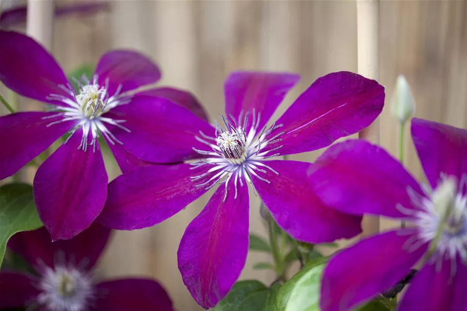 Clematis hybrida 'Westerplatte' Topfgröße 2 Liter, Höhe 60-100cm