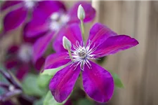 Clematis hybrida 'Westerplatte' Topfgröße 2 Liter, Höhe 60-100cm