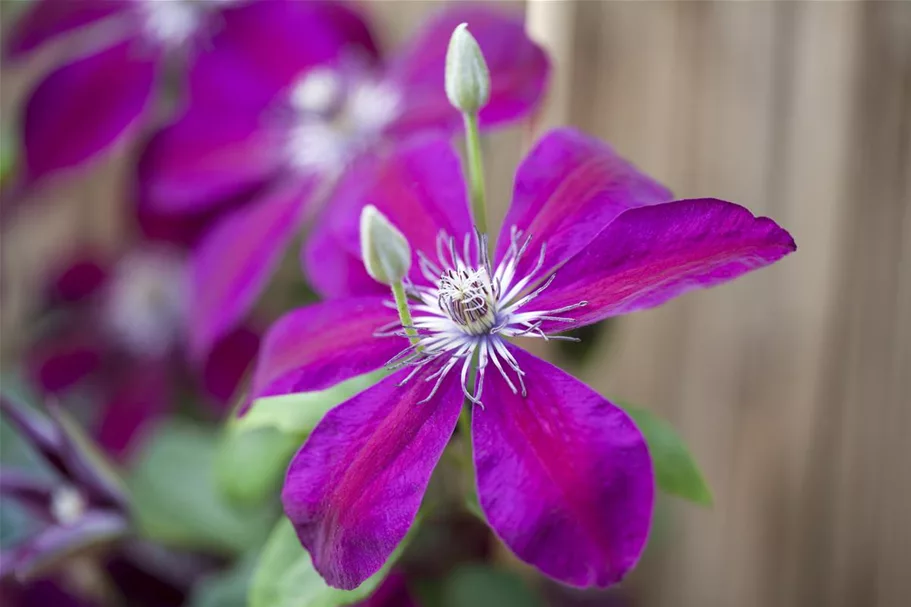 Clematis hybrida 'Westerplatte' Topfgröße 2 Liter, Höhe 60-100cm