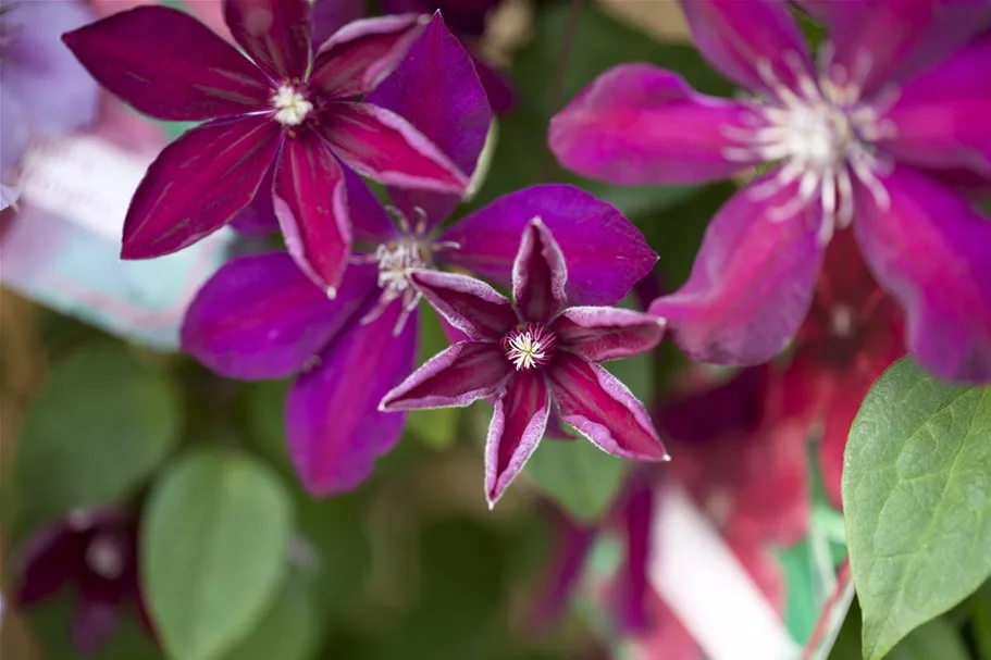 Clematis hybrida 'Westerplatte' Topfgröße 2 Liter, Höhe 60-100cm