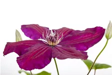 Clematis hybrida 'Westerplatte' Topfgröße 2 Liter, Höhe 60-100cm