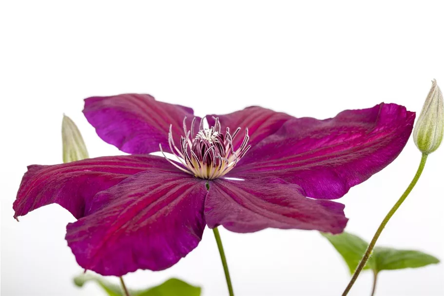 Clematis hybrida 'Westerplatte' Topfgröße 2 Liter, Höhe 60-100cm