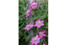 Clematis hybrida 'Ville de Lyon' Topfgröße 2 Liter, Höhe 60-100cm