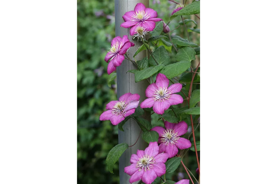 Clematis hybrida 'Ville de Lyon' Topfgröße 2 Liter, Höhe 60-100cm