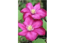 Clematis hybrida 'Ville de Lyon' Topfgröße 2 Liter, Höhe 60-100cm