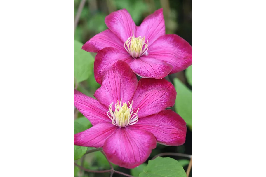 Clematis hybrida 'Ville de Lyon' Topfgröße 2 Liter, Höhe 60-100cm