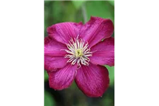 Clematis hybrida 'Ville de Lyon' Topfgröße 2 Liter, Höhe 60-100cm