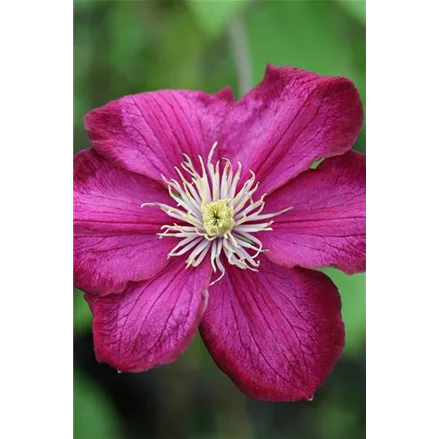 Clematis hybrida 'Ville de Lyon'