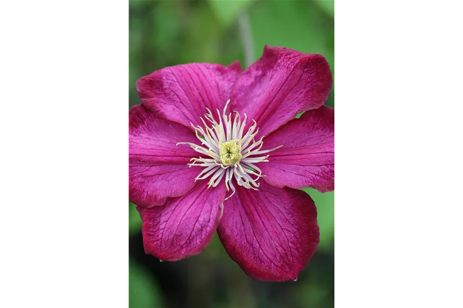 Clematis hybrida 'Ville de Lyon' Topfgröße 2 Liter, Höhe 60-100cm