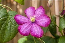 Clematis hybrida 'Ville de Lyon' Topfgröße 2 Liter, Höhe 60-100cm