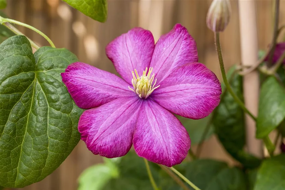 Clematis hybrida 'Ville de Lyon' Topfgröße 2 Liter, Höhe 60-100cm