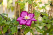 Clematis hybrida 'Ville de Lyon' Topfgröße 2 Liter, Höhe 60-100cm