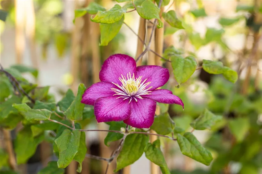 Clematis hybrida 'Ville de Lyon' Topfgröße 2 Liter, Höhe 60-100cm