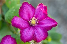 Clematis hybrida 'Ville de Lyon' Topfgröße 2 Liter, Höhe 60-100cm