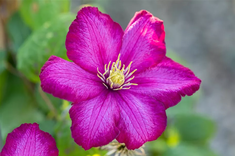 Clematis hybrida 'Ville de Lyon' Topfgröße 2 Liter, Höhe 60-100cm