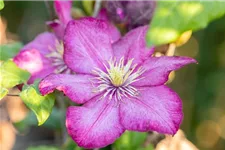 Clematis hybrida 'Ville de Lyon' Topfgröße 2 Liter, Höhe 60-100cm