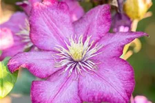 Clematis hybrida 'Ville de Lyon' Topfgröße 2 Liter, Höhe 60-100cm