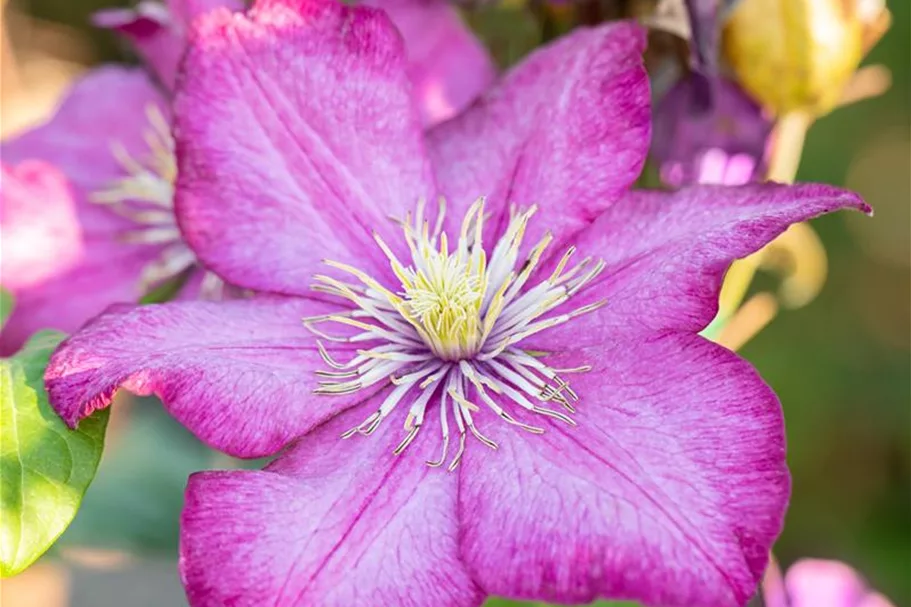 Clematis hybrida 'Ville de Lyon' Topfgröße 2 Liter, Höhe 60-100cm