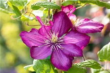 Clematis hybrida 'Ville de Lyon' Topfgröße 2 Liter, Höhe 60-100cm