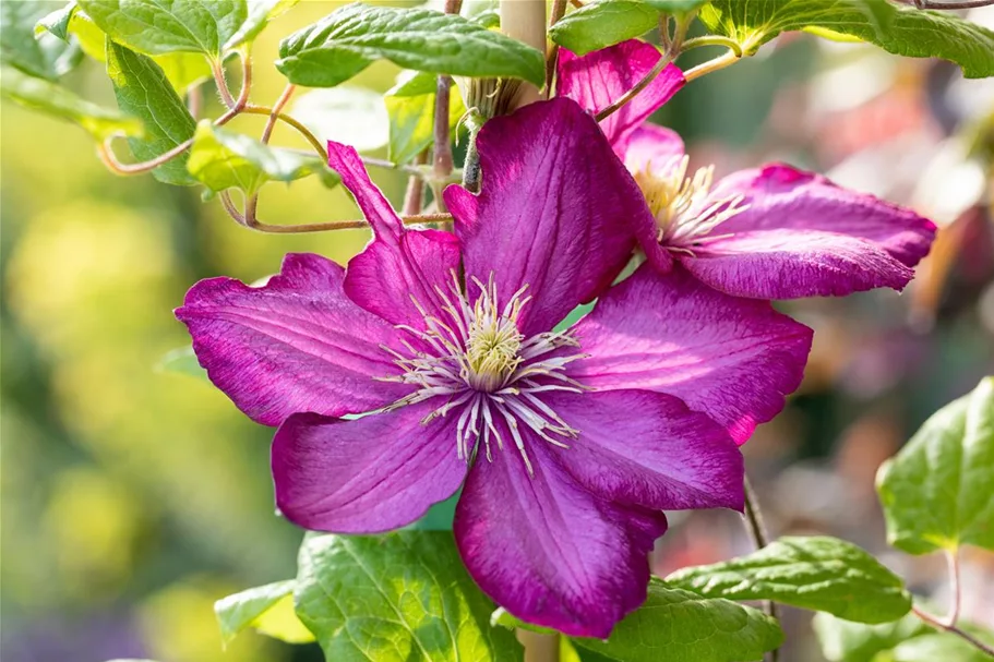 Clematis hybrida 'Ville de Lyon' Topfgröße 2 Liter, Höhe 60-100cm