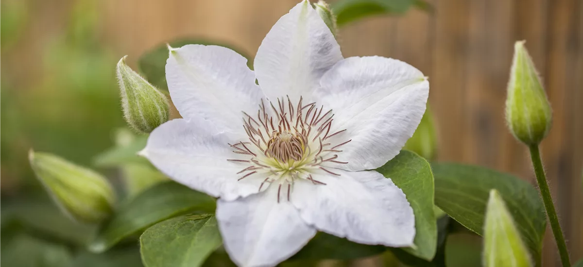 Clematis hybrida 'Valge Daam' Topfgröße 2 Liter, Höhe 60-100cm