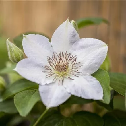 Clematis hybrida 'Valge Daam'