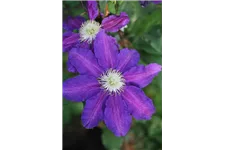 Clematis hybrida 'The Vagabond' Topfgröße 2 Liter, Höhe 60-100cm