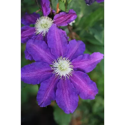 Clematis hybrida 'The Vagabond'