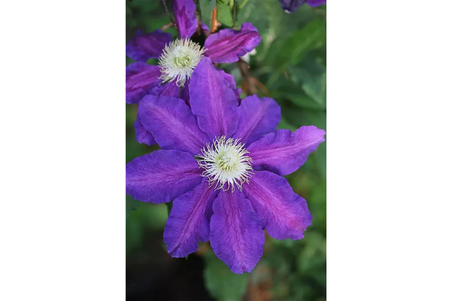 Clematis hybrida 'The Vagabond' Topfgröße 2 Liter, Höhe 60-100cm