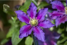 Clematis hybrida 'The Vagabond' Topfgröße 2 Liter, Höhe 60-100cm