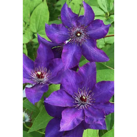 Clematis hybrida 'The President'