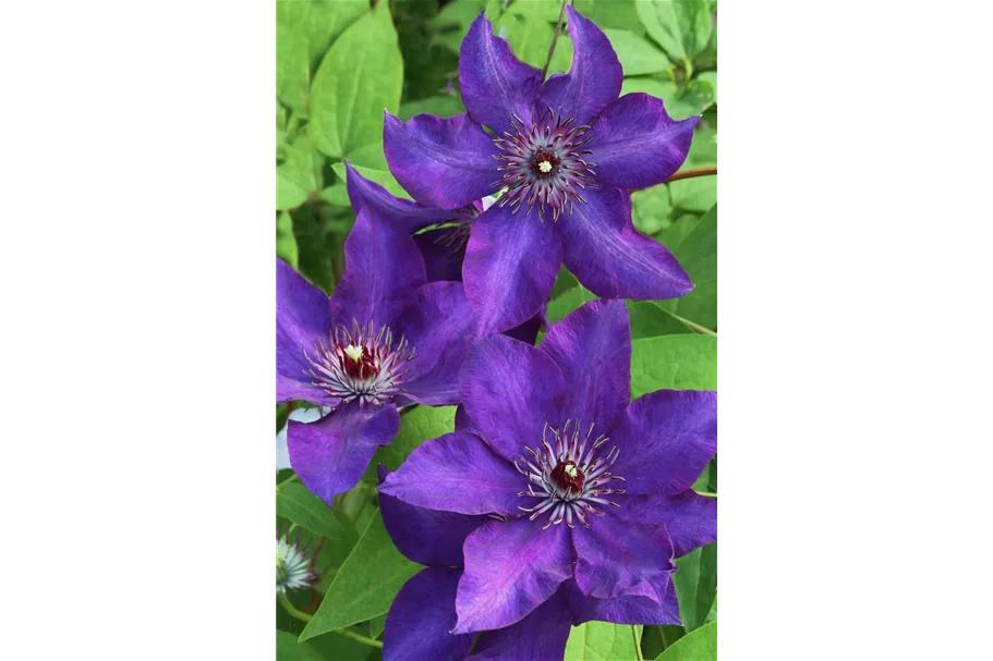 Clematis hybrida 'The President' Topfgröße 2 Liter, Höhe 60-100cm